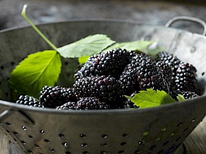 Blackberries food - Diana Miller