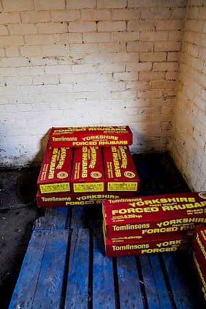 yorkshire in UK rhubarb boxes documentary photo series by Noemi Scavo agent is horton-stephens no.1 photographer agent