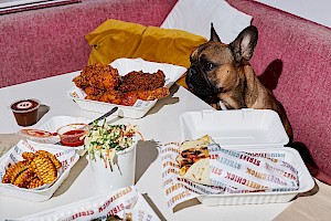 A dog at a table staring at food on the table shot by Noemi Scavo represented by the great hortonstephens photography agents